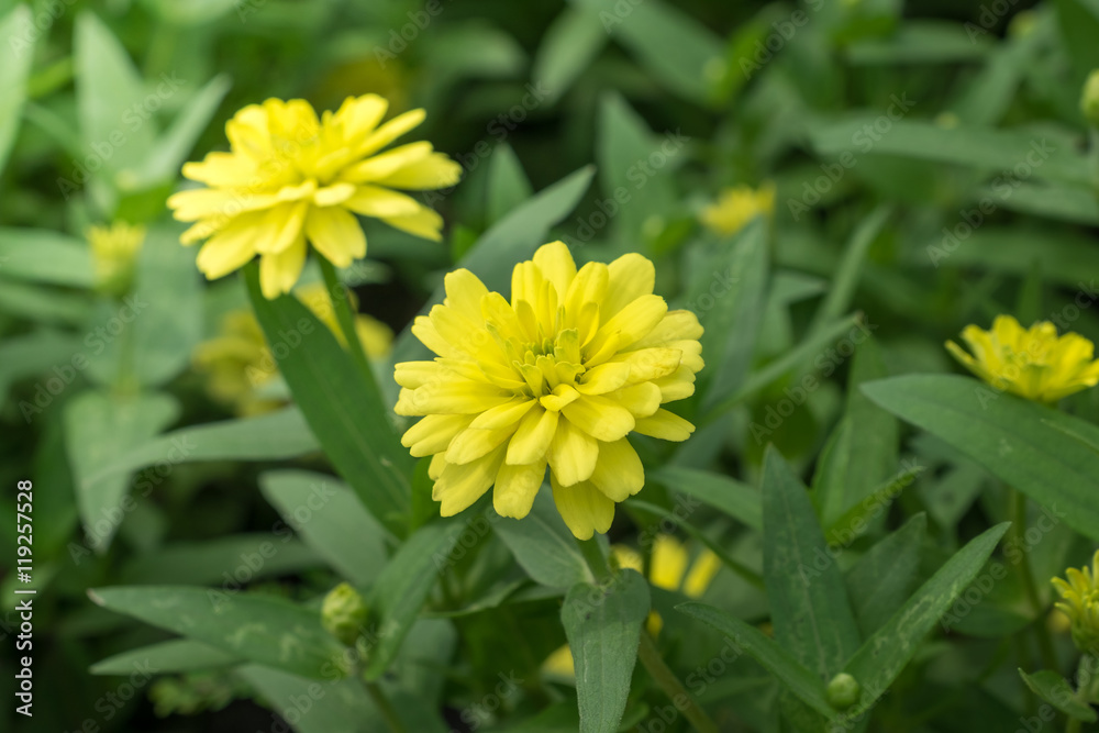 Yellow Flower in nature background Yellow Flower in nature background