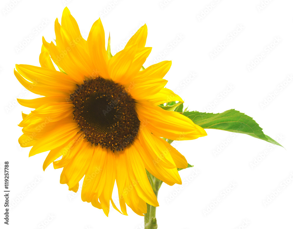 Obraz premium Flower of sunflower isolated on white background