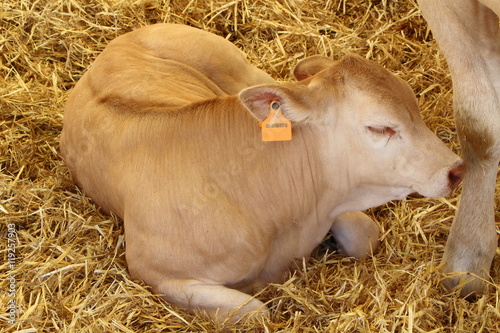 Veau Blonde d'Aquitaine couché