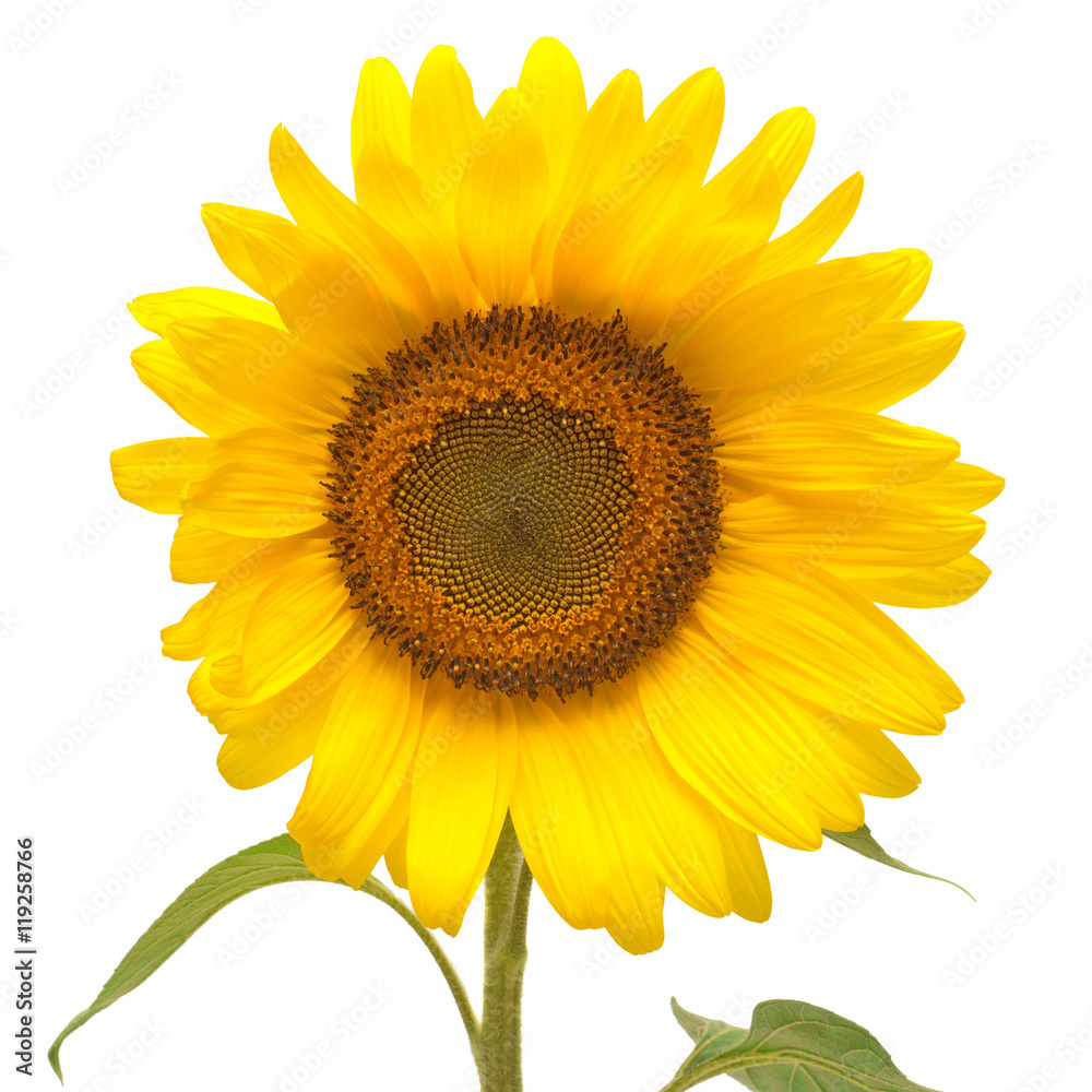 Naklejka premium Flower of sunflower isolated on white background