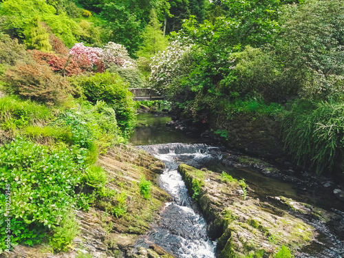 River plants and flowers in a garden