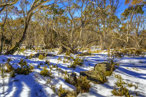 Alpine Wilderness Australia Mt Franklin photo