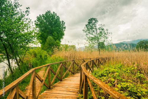 Wooden path on cane thicket and vegetation