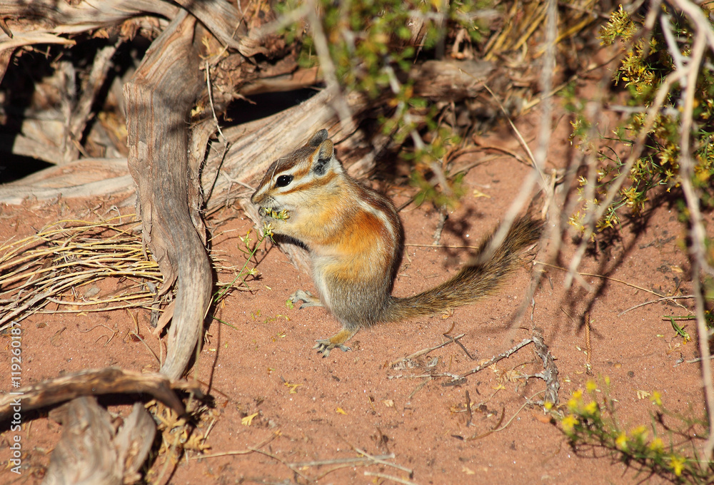 chipmunk in Dead Horse Point State Park chipmunk in Dead Horse Point State Park