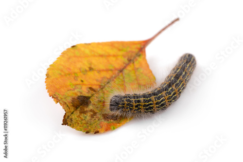 hairy caterpillar worm on a leaf. isolated on white