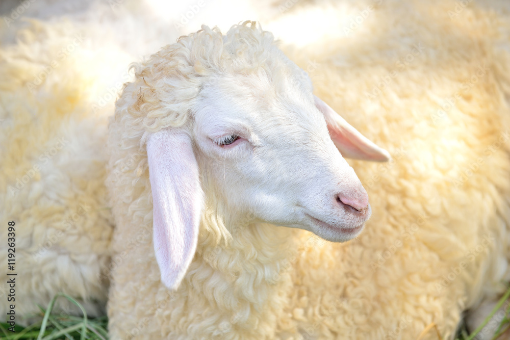 Sheeps Sheeps