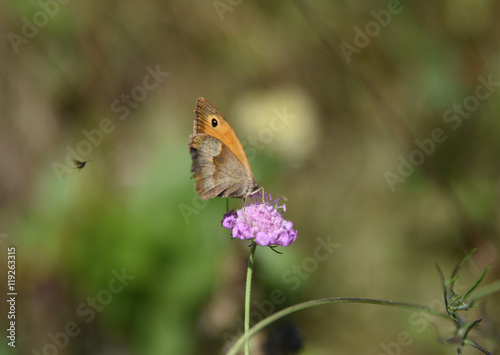 farfalla su fiore ali volare uccello insetti farfalle fiore  © franzdell