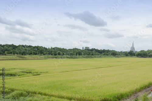 View of rice paddy field, Nature, Thailand
