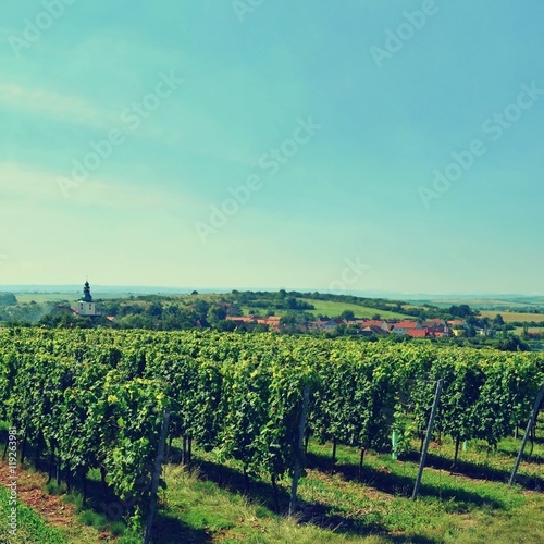 The wine in the vineyard. Wine region of South Moravia Czech Republic.