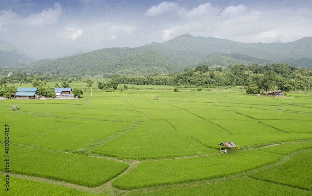 Fototapeta premium View of rice paddy field, Nature, Thailand