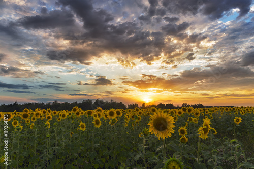 field of sunflowers sunset clouds.