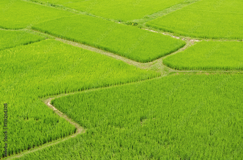 View of rice paddy field, Nature, Thailand