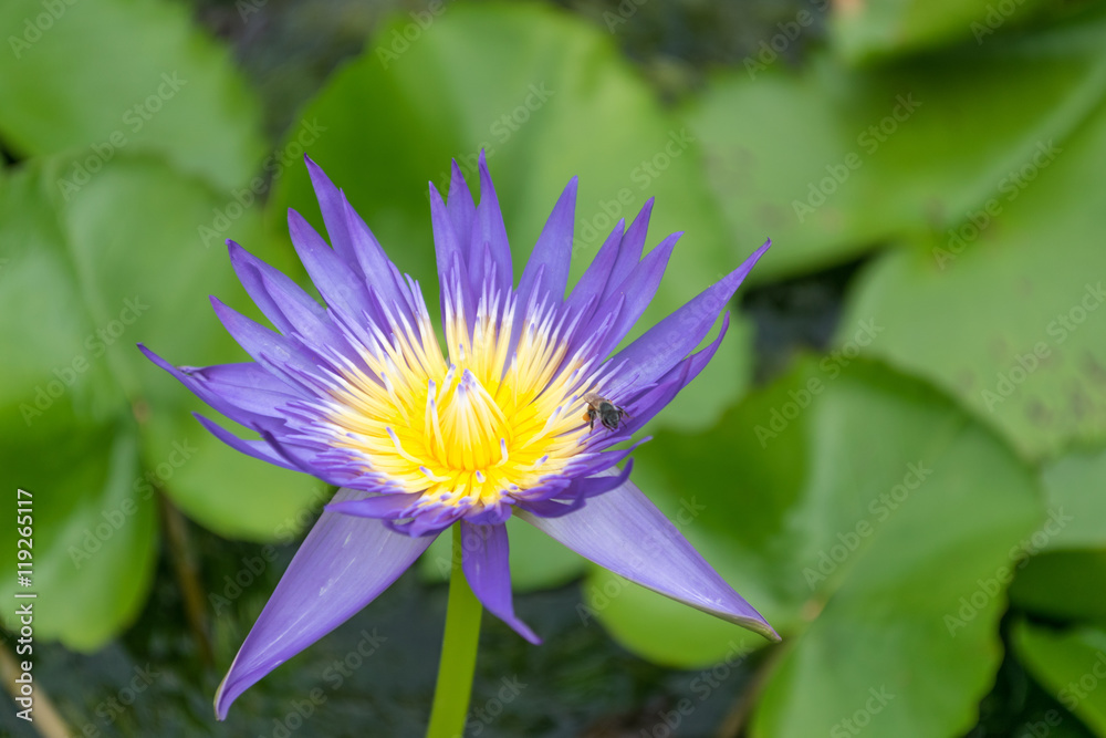 Close up lotus flower and lotus flower plants Close up lotus flower and lotus flower plants