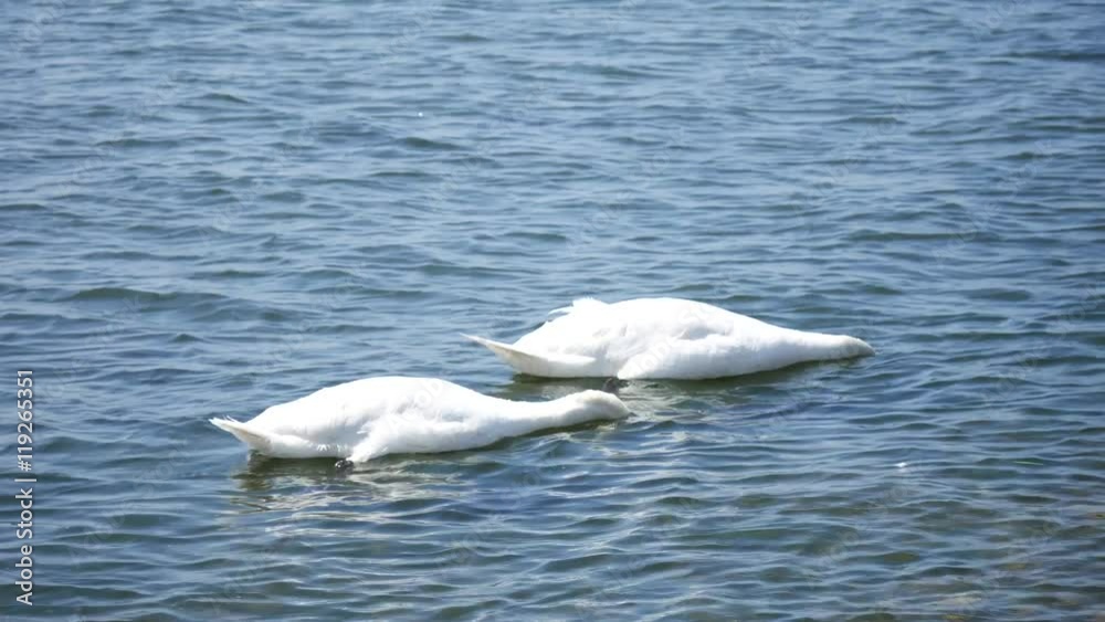 Swans swimming in the lake on sunny day
Swans swimming in the lake on sunny day