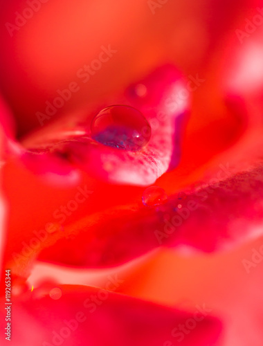 rose petals with dew drops