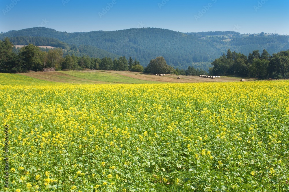 Field mustard, blurred background. Growing crops.
