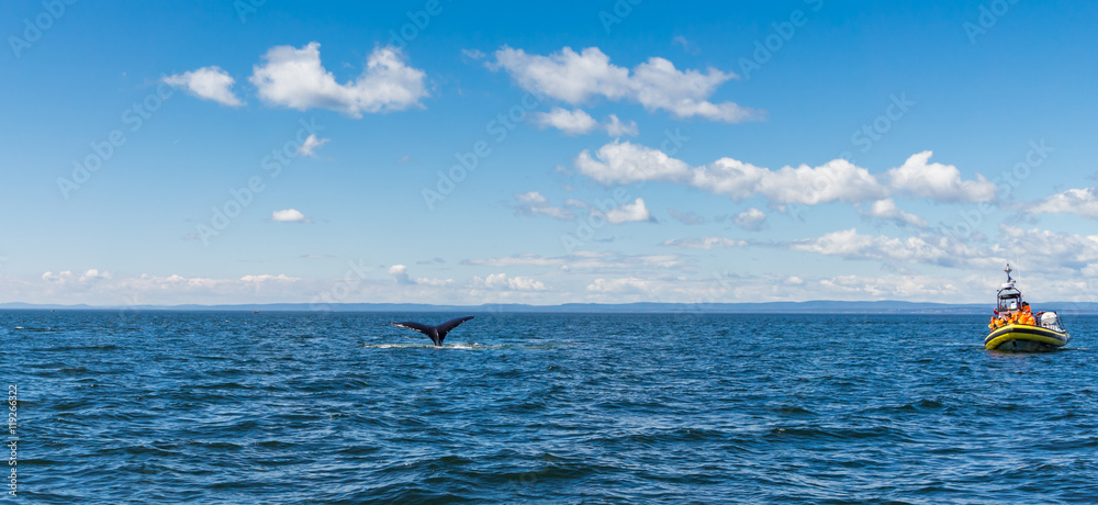 Fototapeta premium tourisme baleine 
