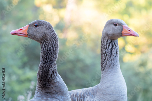 Close-up portrait of grey Anser anser geese in a countryside far photo