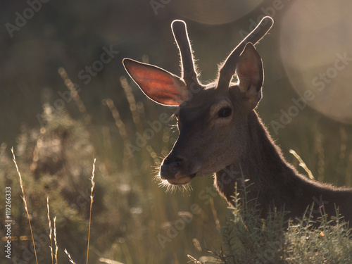 Fototapeta Naklejka Na Ścianę i Meble -  Backlit profile of a red deer Cervus elaphus (artistic picture)