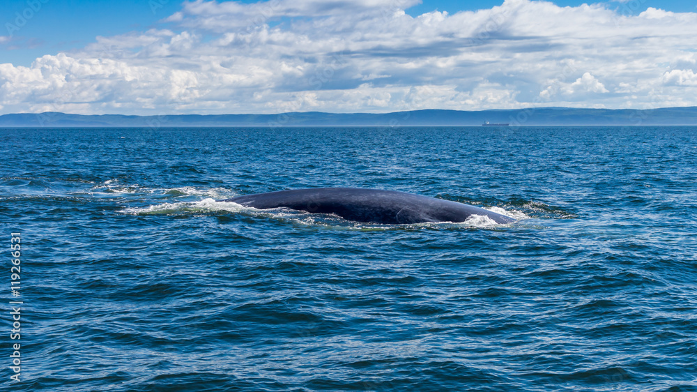 Fototapeta premium baleine bleue