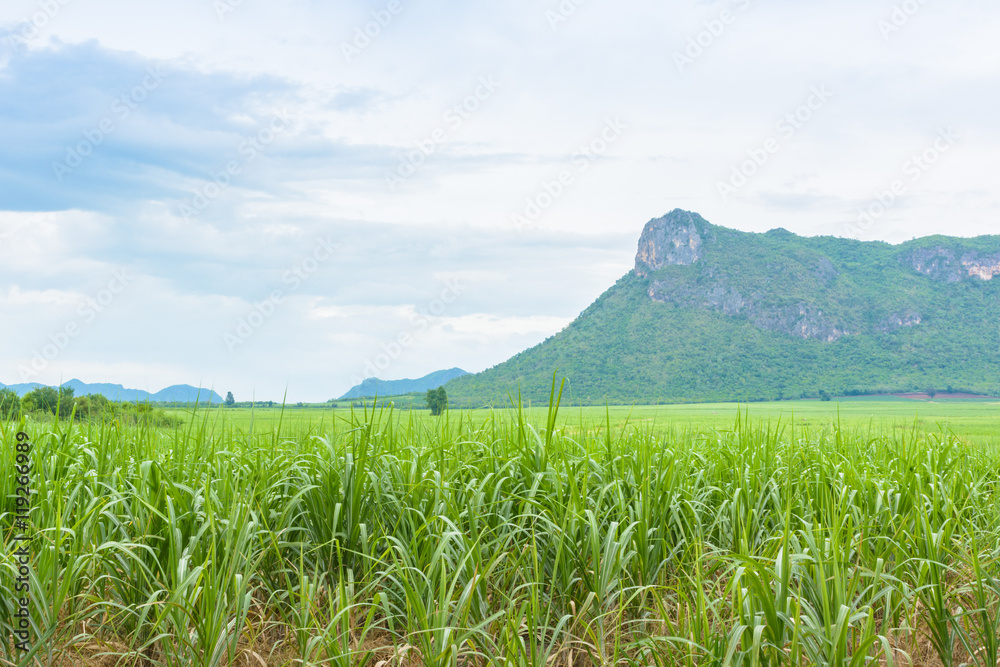 Mountain view and agriculture farm in Thailand Mountain view and agriculture farm in Thailand