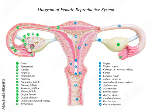 Female reproductive system, image diagram