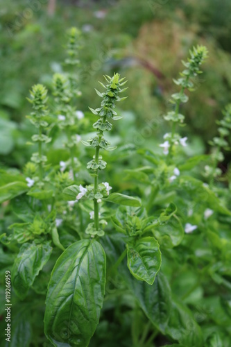 Basil, common, garden, camphor (Ocimum basiliicum) - herb
