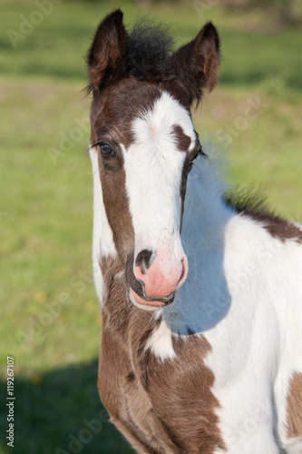 Portrait of nice foal - irish cob