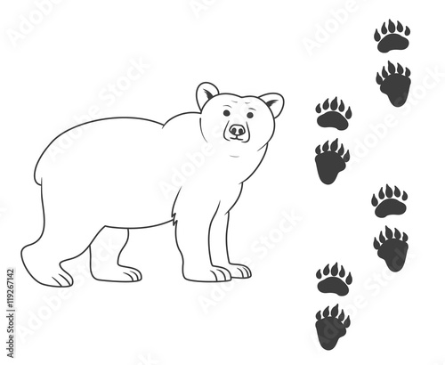 Traces of a bear. bear and his traces