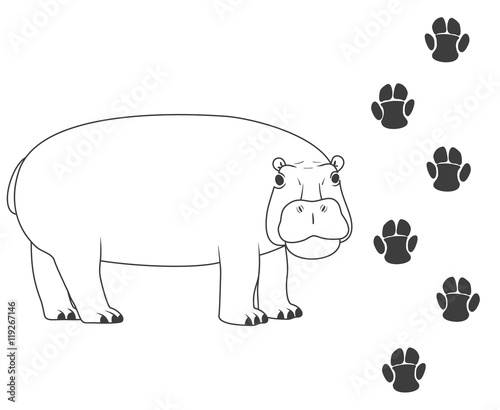 Traces of a hippopotamus. hippopotamus and his traces