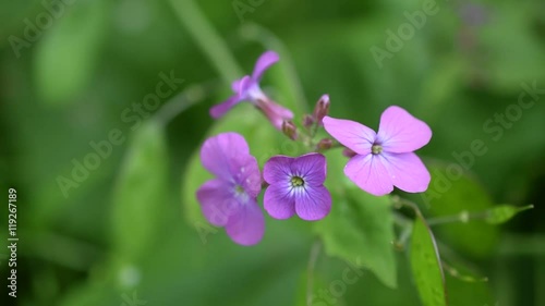 Lunaria. Purple honesty flowers on blurred green background in a garden photo