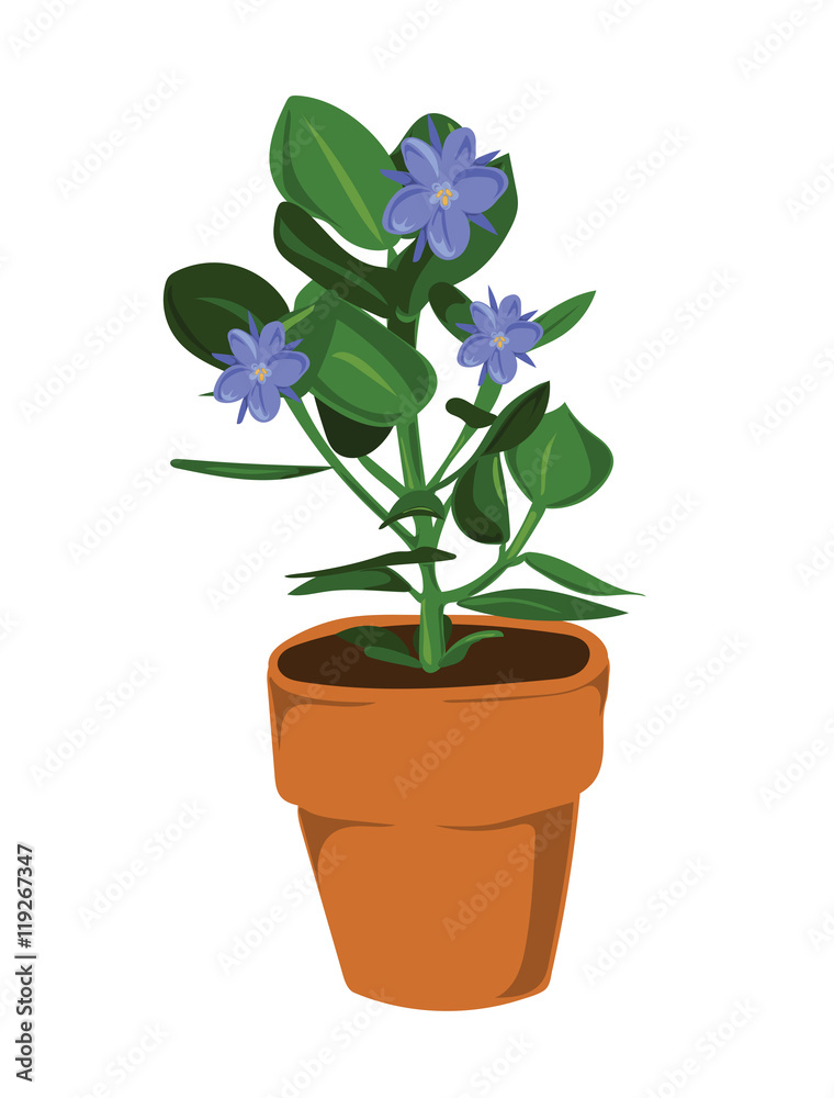 Leafy pot plant with blue flowers