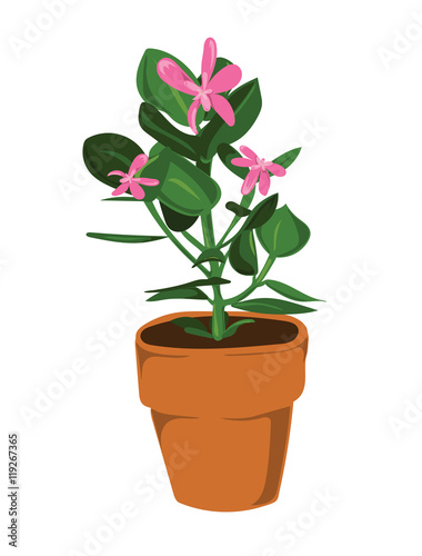 Leafy pot plant with pink flowers