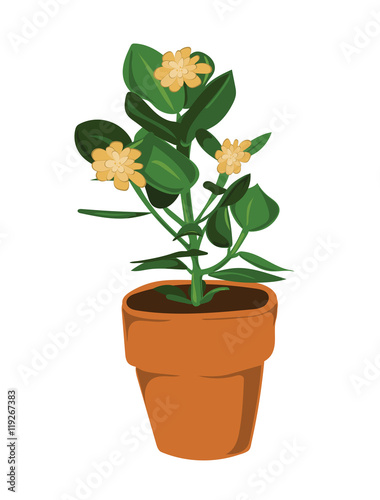 Leafy pot plant with yellow flowers