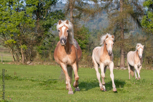 Fotografie Three horses running - haflinger