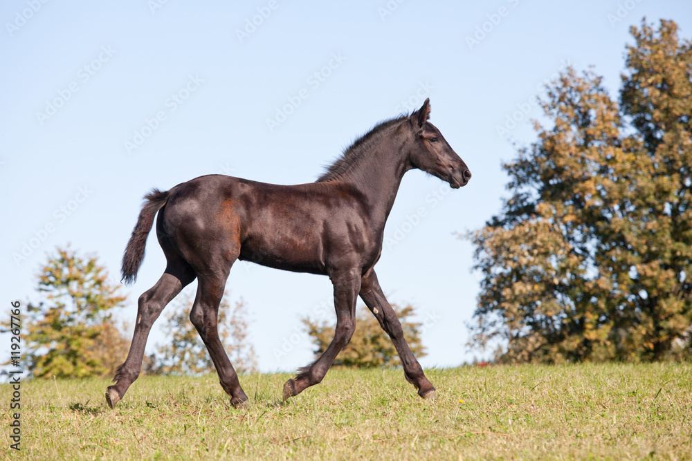 Portrait of nice foal - friesian horse Portrait of nice foal - friesian horse