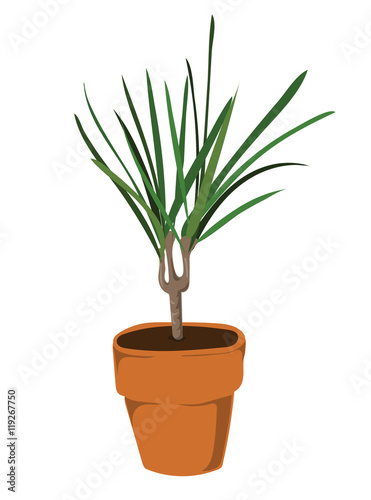 Dragon plant