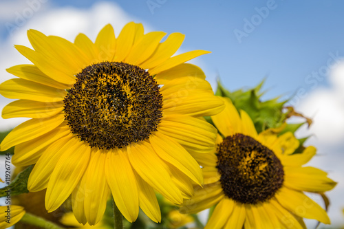 Sunflower in front of a blue clouded sky