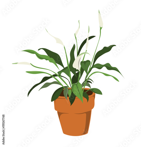 Fototapeta Naklejka Na Ścianę i Meble -  Peace lily