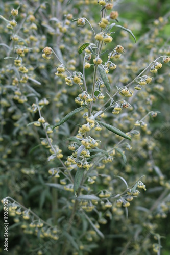 Wormwood (Artemisia absinthium) - perennial herb of silvery color, with a strong aromatic odor and bitter wormwood famous