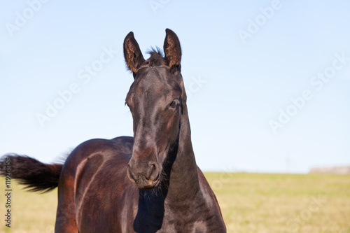 Portrait of nice foal - friesian horse
