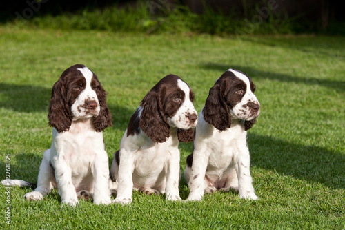 Portrait of nice puppies - english springer spaniel