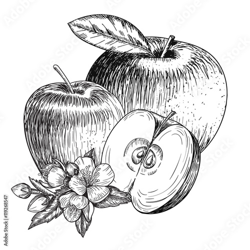 Set of hand drawn apple. Vintage sketch style illustration. Organic eco food. Whole , sliced pieces half,leaves and flowers leave . Fruit engraved  .