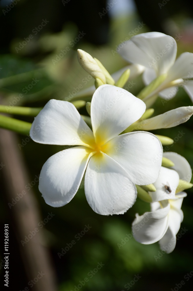 Obraz premium plumeria flower in nature garden