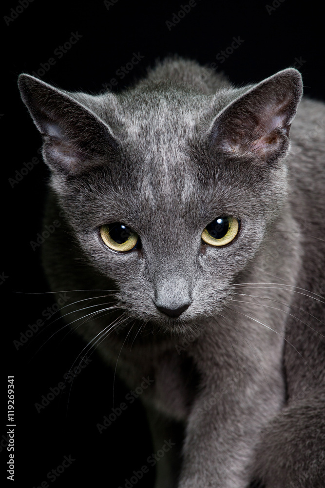 Portrait of nice cat - cat russian blue