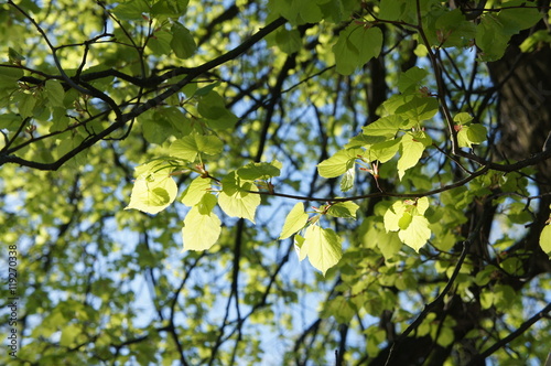 bransh of linden tree in sunshine