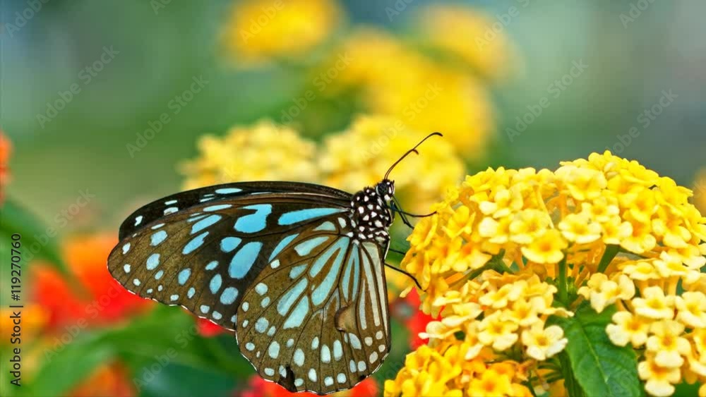 Colorful butterfly drinks nectar from a flowers, macro shot