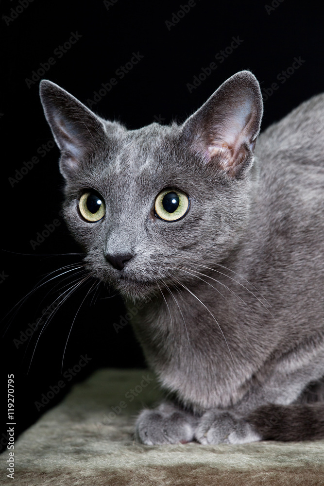 Portrait of nice cat - cat russian blue