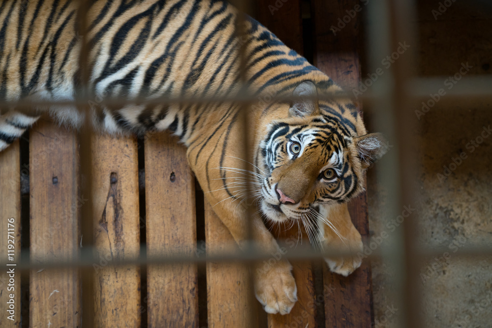 Fototapeta premium tygrys w klatce