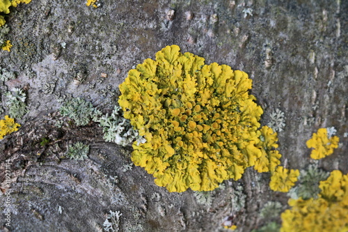 Lichens on a tree in the forest